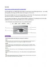 English Worksheet: CLIL human body the eyes