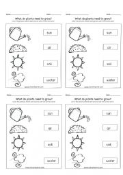 English Worksheet: Plants Needs