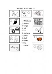 English Worksheet: ANIMAL BODY PARTS