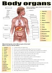 English Worksheet: BODY PARTS & ORGANS