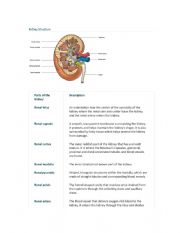 Kidney Summary and practise