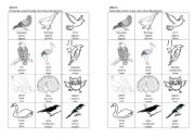 English Worksheet: Birds