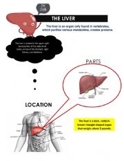 The liver