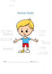 English Worksheet: Human Body 