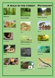 English Worksheet: A walk in the FOREST - PICTIONARY