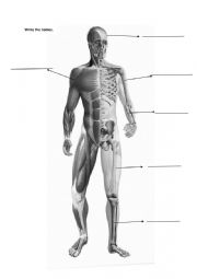 English Worksheet: The human body