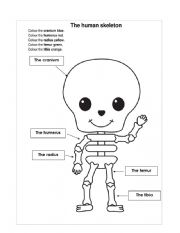 English Worksheet: Human Body to colour