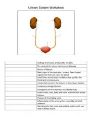 Urinary System Worksheet