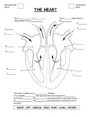 Heart Worksheets