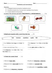 English Worksheet: Vertebrates 