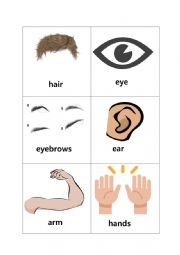 English Worksheet: bodypart flashcard