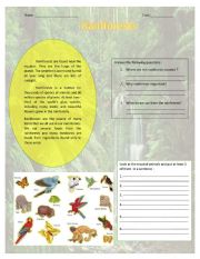 English Worksheet: rainforests 