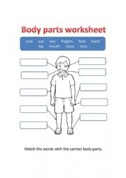 Body parts worksheet