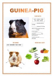 English Worksheet: PETS (guinea-pig, dog, rabbit, cat)