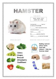 English Worksheet: PETS 2 (hamster, fish, turtle, parakeet)