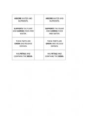 English Worksheet: parts of a plant