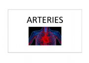 English Worksheet: The circulatory system 