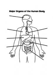 Label and colour the bodies main organs - ESL worksheet by Kyrie123