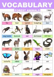 Forest Animals Vocabulary