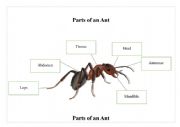 Part Body Of Ant