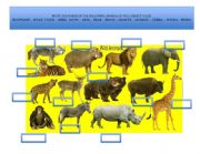 English Worksheet: Wild animals