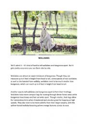 Wallabies