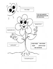 English Worksheet: photosynthesis