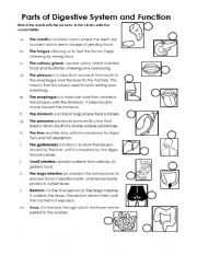English Worksheet: Parts of digestive system