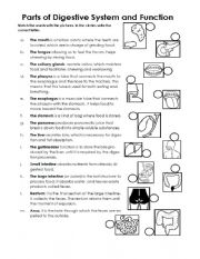 Parts of digestive system