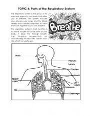 English Worksheet: Respiratory System 
