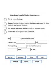 English Worksheet: Respiratory System 