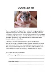 Owning a Pet Rat