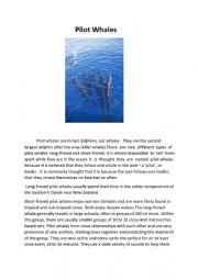 English Worksheet: Pilot Whales