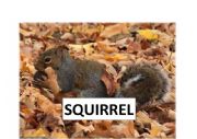 English Worksheet: Animals Autumn