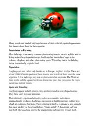 Ladybugs