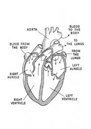 English Worksheet: The heart
