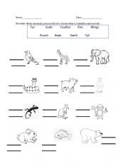 Animal Body Parts