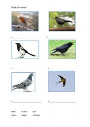 English Worksheet: Birds of Ireland