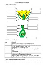English Worksheet: Plant fertilisation