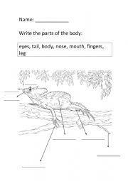 Basilisk parts of the body