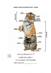 Tiger Body Parts