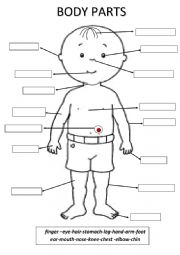 English Worksheet: Body parts
