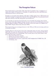 English Worksheet: The Peregrine Falcon