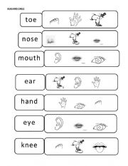 English Worksheet: body parts