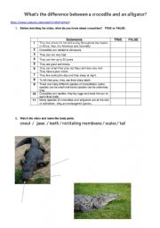 English Worksheet: Let�s compare alligators to crocodiles
