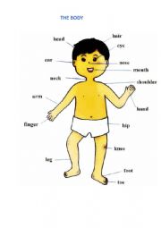 English Worksheet: Parts of the body