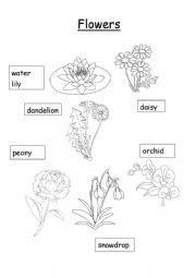 English Worksheet: Flowers