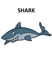 Sea Animals Flashcards