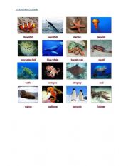 English Worksheet: marine