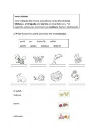 English Worksheet: invertebrates
